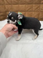 Cuties male full AKC, a male Chihuahua for sale in Cullowhee, NC – Photo 9 of 10