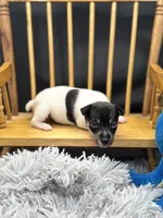 Topanga Female full AKC , a female Toy Fox Terrier for sale in Cullowhee, NC – 7 of 10