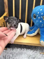 Topanga Male 2 , a male Toy Fox Terrier for sale in Cullowhee, NC – 7 of 8