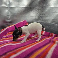 Tesla # 1 Full Akc, a female Toy Fox Terrier for sale in Cullowhee, NC – 6 of 10