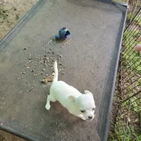 Full AKC Joey hidden merle male, a male Chihuahua for sale in Cullowhee, NC – 8 of 10
