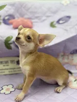 Bitsy AKC  teacup , a female Chihuahua for sale in Cullowhee, NC – 5 of 10