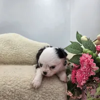 Kitkat Full Akc Champion sire male, a male Chihuahua for sale in Cullowhee, NC – 6 of 10