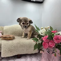 Full AKC Summer female, a female Chihuahua for sale in Cullowhee, NC – 9 of 10