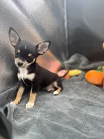  tri male 2  AKC , a male Chihuahua for sale in Cullowhee, NC – 5 of 10