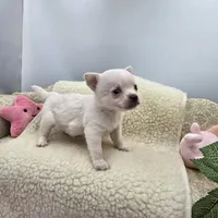 Full AKC Joey Blue eyed hidden merle male, a male Chihuahua for sale in Cullowhee, NC – 2 of 10