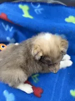 Full AKC Zina M 3, a male Shetland Sheepdog for sale in Cullowhee, NC – 5 of 10