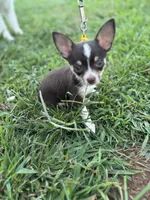  Tripp  male full AKC , a male Chihuahua for sale in Cullowhee, NC – 2 of 10