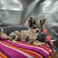 River male full AKC , a male Chihuahua for sale in Cullowhee, NC – 7 of 10