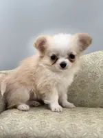 Amber female full AKC Teacup , a female Chihuahua for sale in Cullowhee, NC – 5 of 10