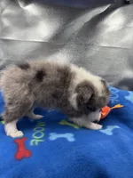 Full AKC Zina M 1, a male Shetland Sheepdog for sale in Cullowhee, NC – 8 of 10