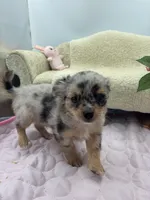 Full AKC Lilly Female , a female Chihuahua for sale in Cullowhee, NC – 2 of 10