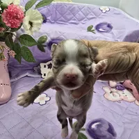 Juliettes Chocolate girl full Akc long coat, a female Chihuahua for sale in Cullowhee, NC – 1 of 10