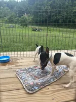 Full AKC Mini's Male #2, a male Toy Fox Terrier for sale in Cullowhee, NC – 8 of 10