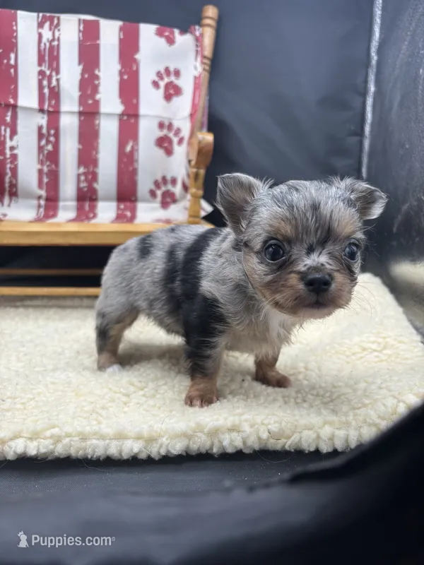 JDs Blue Merle LC Full AKC  – Chihuahua puppy for sale in Cullowhee, NC