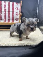 JDs Blue Merle LC Full AKC , a female Chihuahua for sale in Cullowhee, NC – 7 of 10