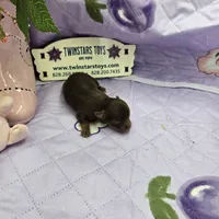 Full Akc Dixie's Chocolate male, a male Chihuahua for sale in Cullowhee, NC – 10 of 10