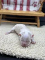 Male creme full AKC , a male Chihuahua for sale in Cullowhee, NC – 8 of 10