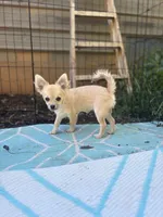 Mindy Full AKC female, a female Chihuahua for sale in Cullowhee, NC – 4 of 10