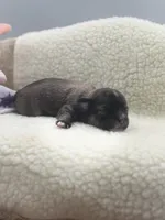 Full AKC Summer female, a female Chihuahua for sale in Cullowhee, NC – 6 of 10