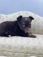 Full AKC Juliette Male # 3, a male Chihuahua for sale in Cullowhee, NC – 6 of 10