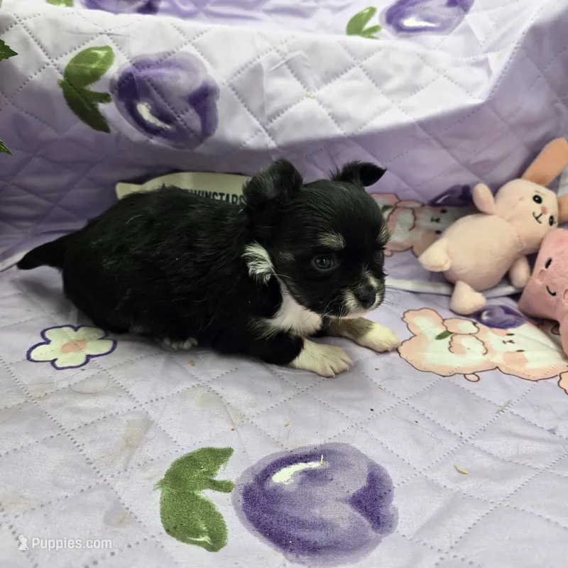 Full Akc Prim's black and white female – Chihuahua puppy for sale in Cullowhee, NC