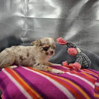 Chocolate Merle Rain full  AKC , a female Chihuahua for sale in Cullowhee, NC – 9 of 10