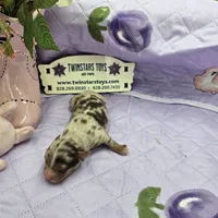 Full AKC Dixie's Chocolate Merle, a male Chihuahua for sale in Cullowhee, NC – 5 of 9