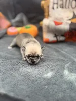 Panda Female long coat 2 full AKC, a female Chihuahua for sale in Cullowhee, NC – 4 of 10