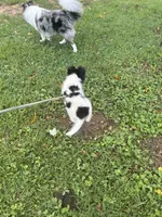 Lucy’s male full AKC color head , a male Shetland Sheepdog for sale in Cullowhee, NC – 4 of 10