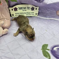Full Akc Dixie Sable Merle, a male Chihuahua for sale in Cullowhee, NC – 6 of 10