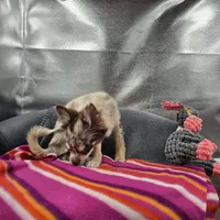 River male full AKC , a male Chihuahua for sale in Cullowhee, NC – 2 of 10