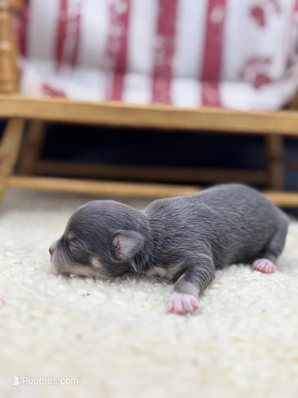 Blue and tan female full AKC  – Chihuahua puppy for sale in Cullowhee, NC