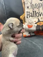 Panda Female long coat 2 full AKC, a female Chihuahua for sale in Cullowhee, NC – 10 of 10