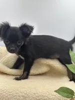 Full Akc Juliette Female1, a female Chihuahua for sale in Cullowhee, NC – 6 of 9