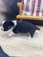 Freya male AKC tri , a male Chihuahua for sale in Cullowhee, NC – 5 of 10