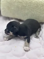 Caroline m1 full AKC , a male Chihuahua for sale in Cullowhee, NC – 10 of 10