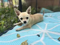 Full AKC Summer Male 1, a male Chihuahua for sale in Cullowhee, NC – 3 of 9