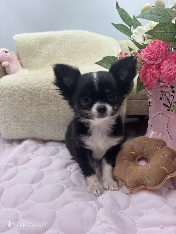 Rosie show prospect  – Chihuahua puppy for sale in Cullowhee, NC