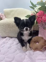 Rosie show prospect , a female Chihuahua for sale in Cullowhee, NC – 1 of 10