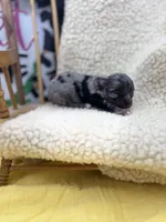 JDs Blue Merle LC Full AKC , a female Chihuahua for sale in Cullowhee, NC – 2 of 10