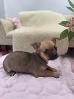 Full AKC Summer Male 2, a male Chihuahua for sale in Cullowhee, NC – 8 of 10