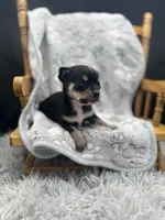 Tri male short coat , a male Chihuahua for sale in Cullowhee, NC – 10 of 10