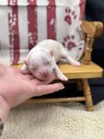 Male creme full AKC , a male Chihuahua for sale in Cullowhee, NC – 4 of 10
