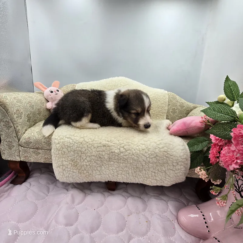 Full AKC Zina M 4 – Shetland Sheepdog puppy for sale in Cullowhee, NC
