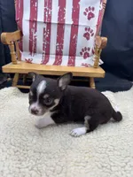 Freyas chocolate male full AKC , a male Chihuahua for sale in Cullowhee, NC – 7 of 10