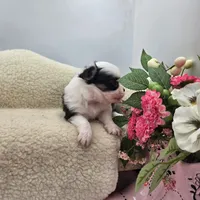 Kitkat Full Akc Champion sire male, a male Chihuahua for sale in Cullowhee, NC – 8 of 10