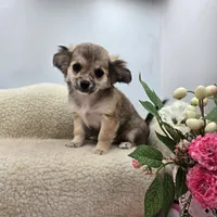 Full AKC Summer female, a female Chihuahua for sale in Cullowhee, NC – 10 of 10