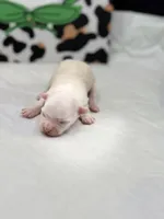 Opal female full AKC , a female Chihuahua for sale in Cullowhee, NC – Photo 5 of 10