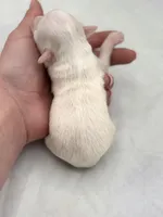 Opal female full AKC , a female Chihuahua for sale in Cullowhee, NC – Photo 10 of 10